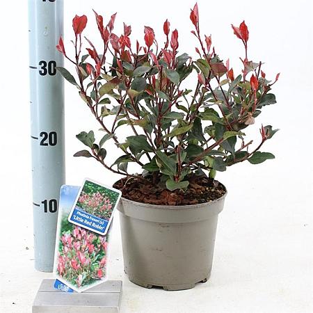 Photinia fraseri 'Little Red Robin' Pot 2 Liter 20 - 30 cm