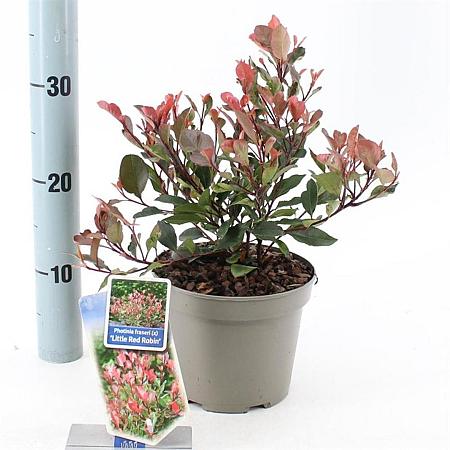 Photinia fraseri 'Little Red Robin' Pot 2 Liter 20 - 30 cm