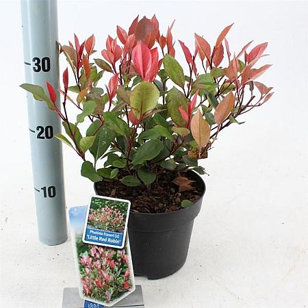 Photinia fraseri 'Little Red Robin' Pot 2 Liter 20 - 30 cm
