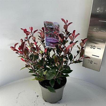 Photinia fraseri 'Little Red Robin' Pot 2 Liter 20 - 30 cm