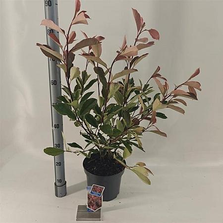 Photinia fraseri Louise Pot 5 Liter 60 - 70 cm
