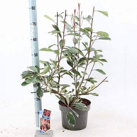 Photinia fraseri Louise Pot 5 Liter 60 - 70 cm