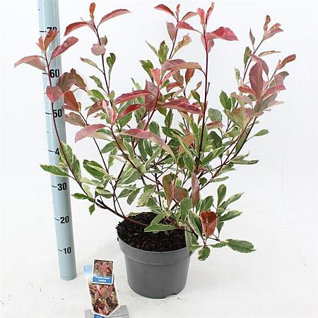 Photinia fraseri Louise Pot 5 Liter 60 - 70 cm
