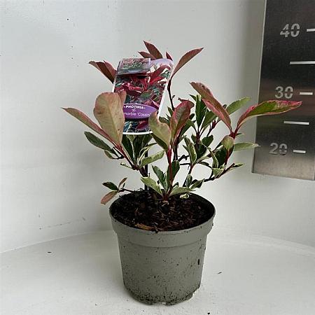 Photinia fraseri Pink Marble Pot 2 liter 25-30cm