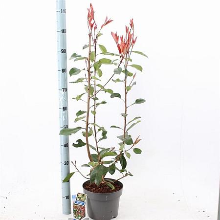 Photinia fraseri 'Red Robin' Pot 5 Liter 60 - 70 cm