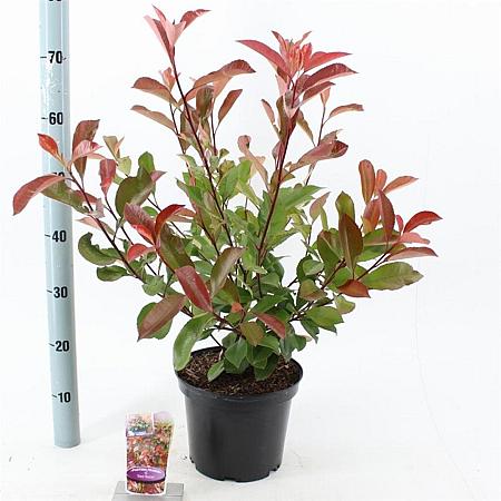Photinia fraseri 'Red Robin' Pot 5 Liter 60 - 70 cm