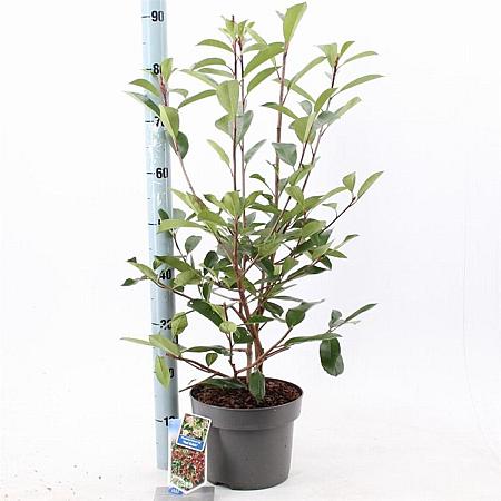 Photinia fraseri 'Red Robin' Pot 5 Liter 60 - 70 cm