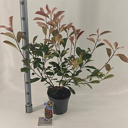 Photinia fraseri 'Red Robin' Pot 5 Liter 60 - 70 cm