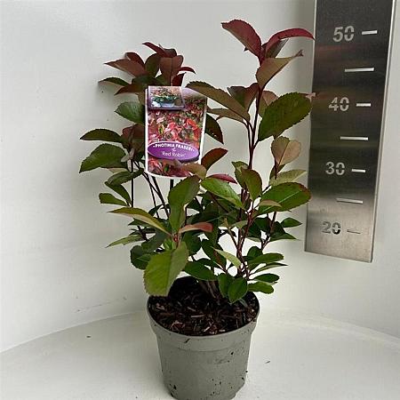 Photinia fraseri 'Red Robin' Pot 2 Liter 10 - 20 cm