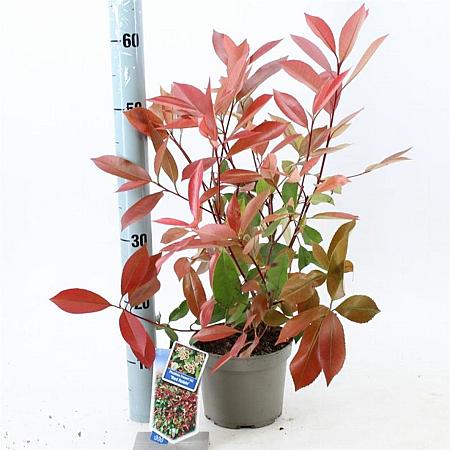 Photinia fraseri 'Red Robin' Pot 2 Liter 10 - 20 cm