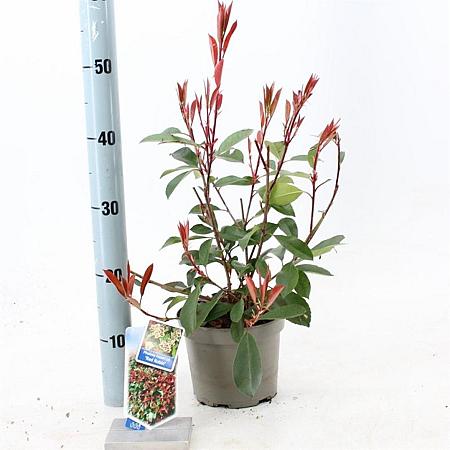 Photinia fraseri 'Red Robin' Pot 2 Liter 10 - 20 cm