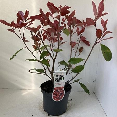 Photinia fraseri 'Red Robin' Pot 3 Liter 40 - 50 cm