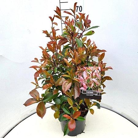 Photinia fraseri 'Red Robin' Pot 10 liter 60 - 80 cm