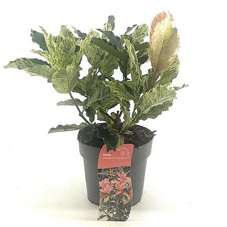 Photinia serratifolia Pink Crispy Pot 2 Liter 20 - 30 cm