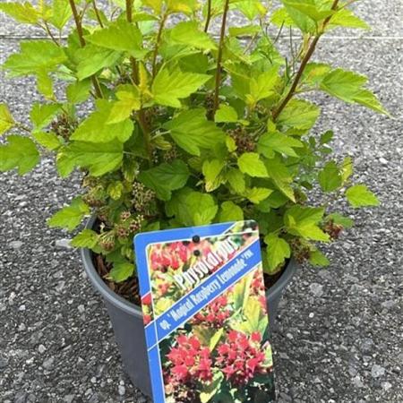 Physocarpus op. Raspberry Lemonade Pot 3 liter 25-30cm