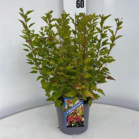 Physocarpus op. Raspberry Lemonade Pot 3 liter 25-30cm