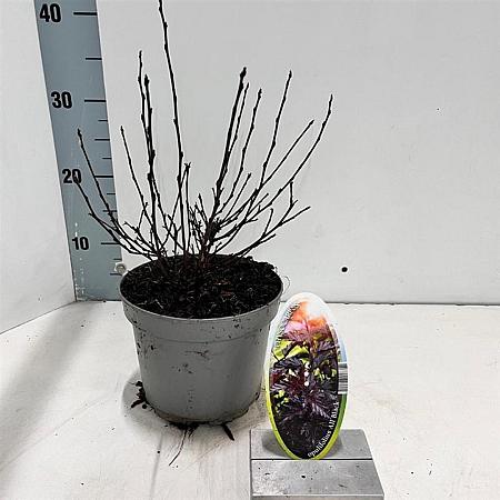 Physocarpus opulif. All Black Pot 2 liter 25-30cm
