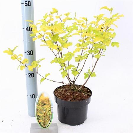 Physocarpus opulif. 'Dart's Gold' Pot 2 Liter30 - 40 cm