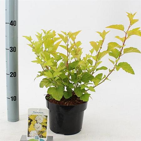 Physocarpus opulif. 'Dart's Gold' Pot 2 Liter30 - 40 cm