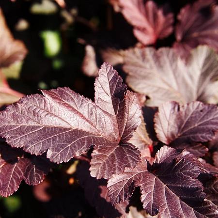 Physocarpus opulif. Lady in Red Pot 5 Liter 50 - 60 cm