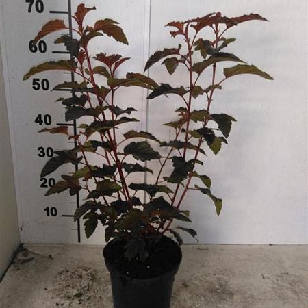Physocarpus opulif. Lady in Red Pot 3 Liter 40 - 50 cm