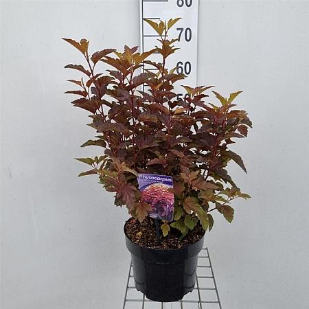 Physocarpus opulif. Little Angel Pot 5 Liter 40 - 50 cm