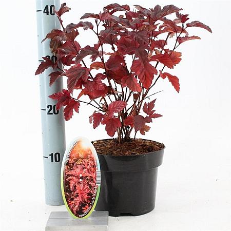 Physocarpus opulif. Little Angel Pot 2 liter 25-30cm