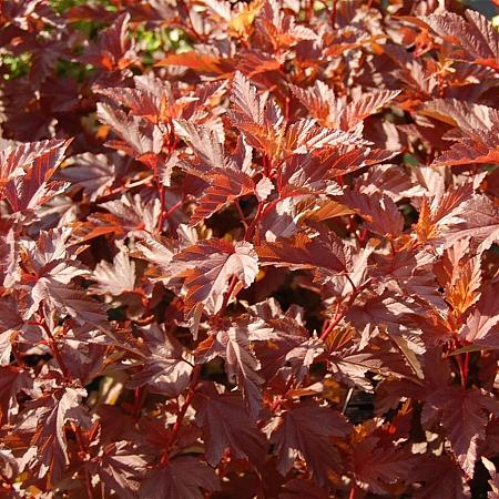 Physocarpus opulif. Little Angel Pot 2 liter 25-30cm