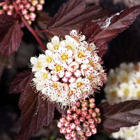 Physocarpus opulif. Little Joker Pot 5 Liter 40 - 50 cm