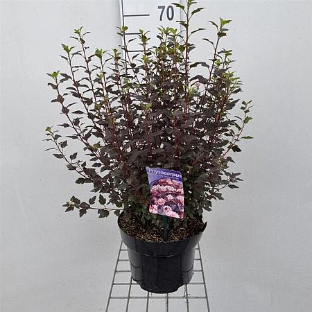 Physocarpus opulif. Little Joker Pot 5 Liter 40 - 50 cm