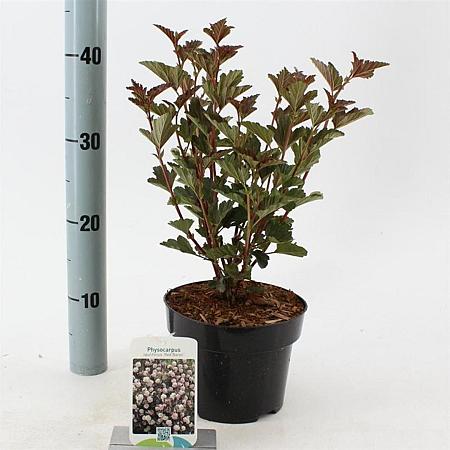Physocarpus opulif. 'Red Baron' Pot 2 liter 25-30cm