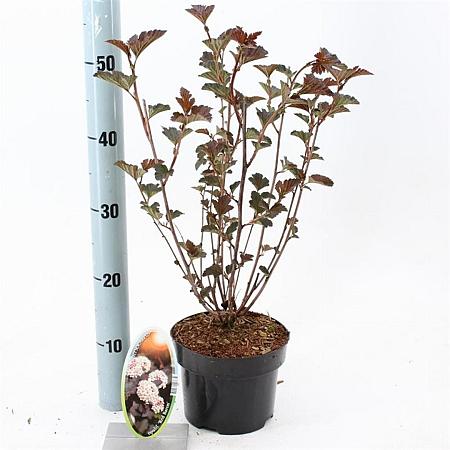 Physocarpus opulif. 'Red Baron' Pot 2 liter 25-30cm