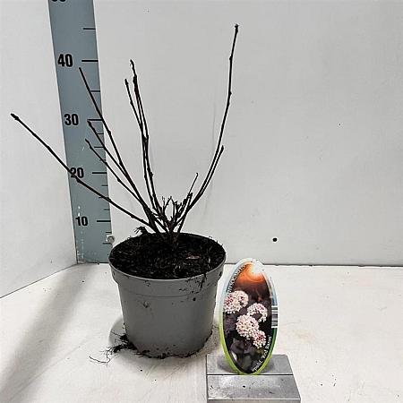 Physocarpus opulif. 'Red Baron' Pot 2 liter 25-30cm