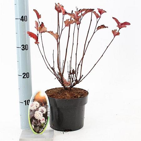 Physocarpus opulif. 'Red Baron' Pot 2 liter 25-30cm