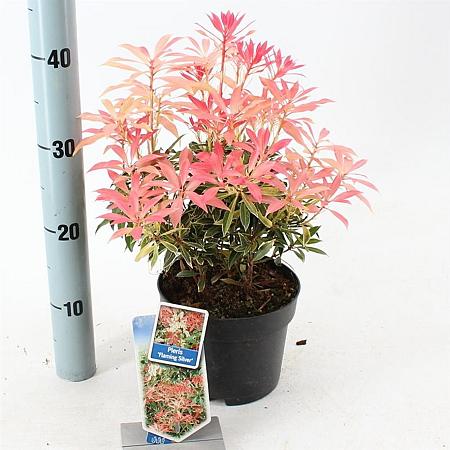 Pieris 'Flaming Silver' Pot 3 liter 25-30cm