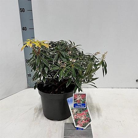 Pieris 'Flaming Silver' Pot 3 liter 25-30cm