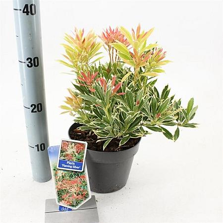 Pieris 'Flaming Silver' Pot 3 liter 25-30cm