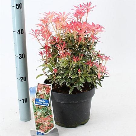 Pieris 'Flaming Silver' Pot 5 liter 25-30cm