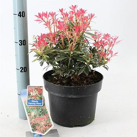 Pieris 'Flaming Silver' Pot 5 liter 25-30cm