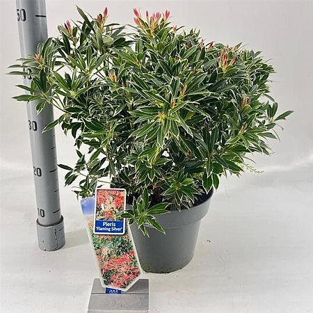 Pieris 'Flaming Silver' Pot 5 liter 25-30cm