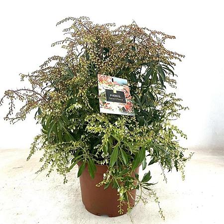 Pieris 'Forest Flame' Pot 10 liter 40 - 50 cm