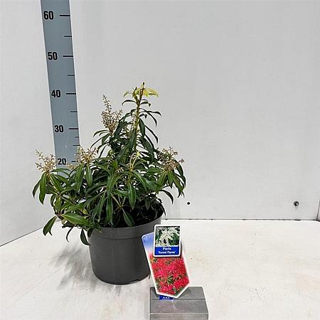 Pieris 'Forest Flame' Pot 3 liter 20-25cm 