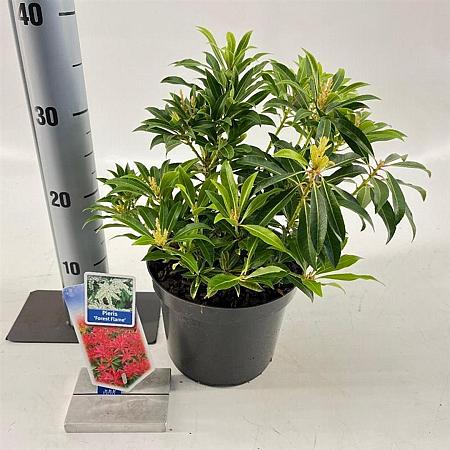 Pieris 'Forest Flame' Pot 3 liter 20-25cm 