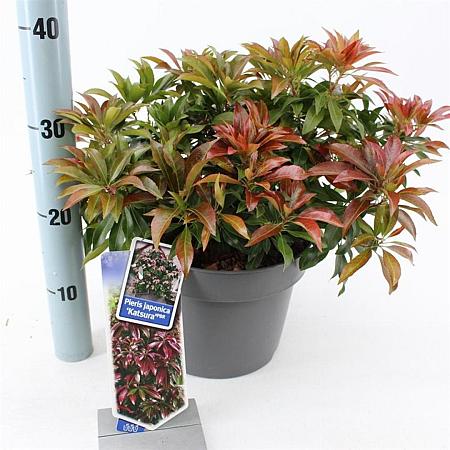 Pieris jap. 'Katsura' Pot 5 Liter 30 - 40 cm