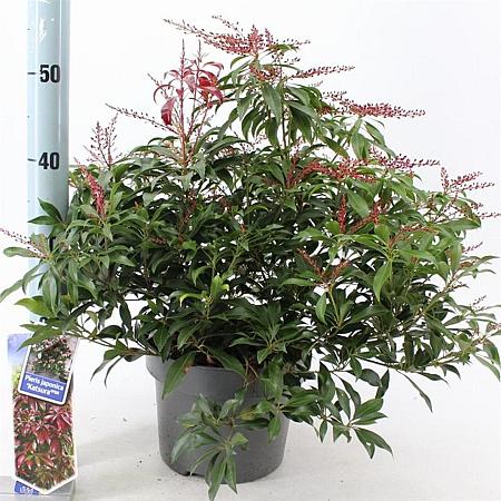 Pieris jap. 'Katsura' Pot 5 Liter 30 - 40 cm