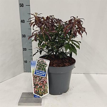 Pieris jap. 'Katsura' Pot 5 Liter 30 - 40 cm