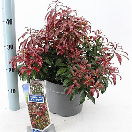 Pieris jap. 'Katsura' Pot 5 Liter 30 - 40 cm