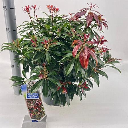 Pieris jap. 'Katsura' Pot 5 Liter 30 - 40 cm