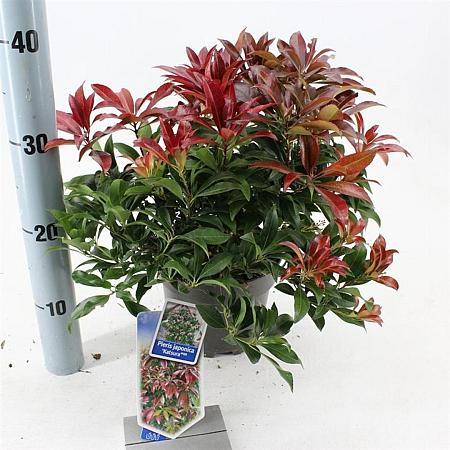Pieris jap. 'Katsura' Pot 3 liter 20-25cm 
