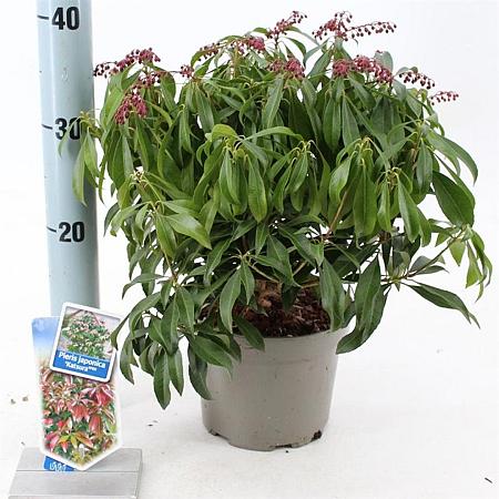 Pieris jap. 'Katsura' Pot 3 liter 20-25cm 